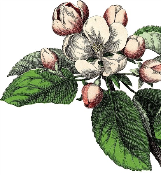 11 Pink Flower Clipart! Apple blossom tattoos, Clip art vint
