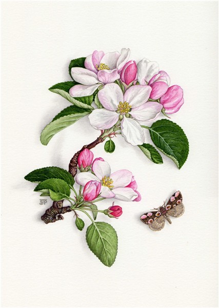 Apple blossom and peach blossom moth Apple blossom tattoos,