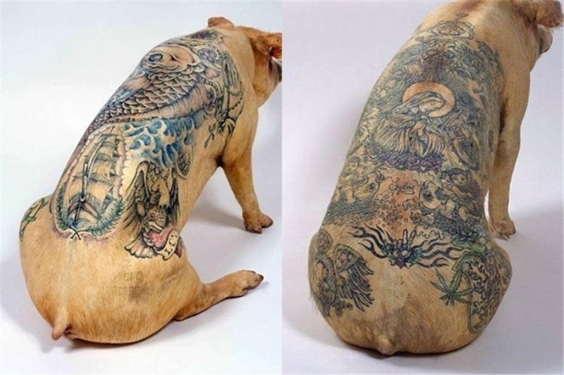 Artfarm's pig tattoos inkntell Pig tattoo, Weird tattoos, Ta