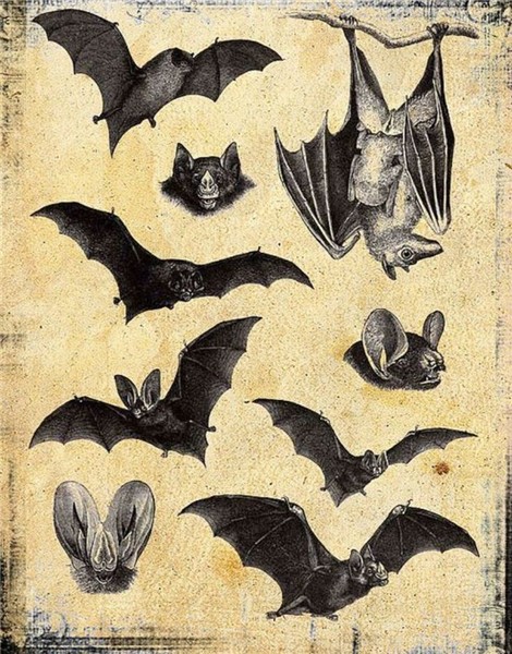 Baturday Bat art, Bat, Bat tattoo