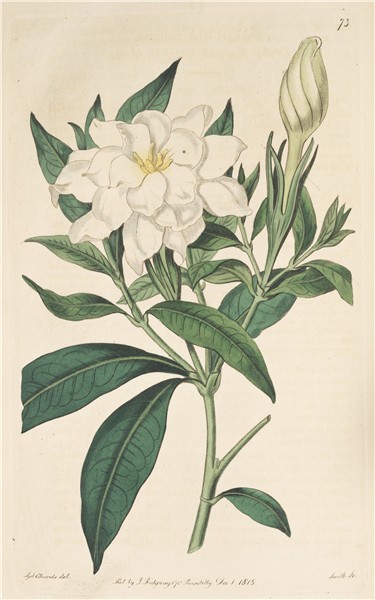 Botanical illustration vintage, Jasmine flower tattoos, Flow