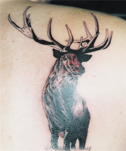 Bull elk Tattoos