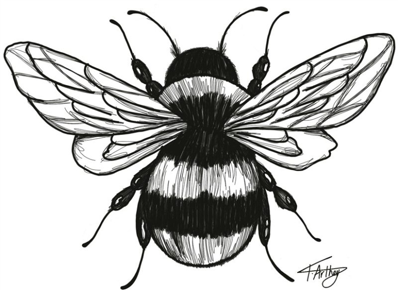 Bumble bee / black and white / drawing / tattoo / fine line