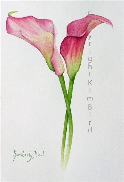 Calla lily Lily painting, Calla lily tattoos, Lilies drawing