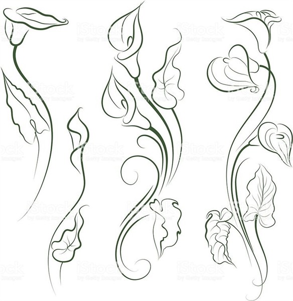 Calla lily royalty-free calla lily stock vector art & more i