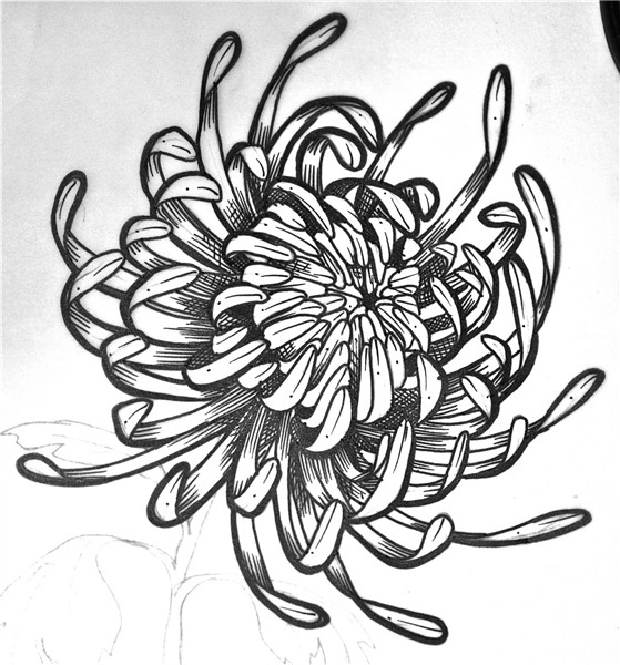 Chrysanthemum paintings search result at PaintingValley.com