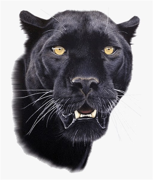 Clip Art - Black Panther Snarl Gif , Free Transparent Clipar