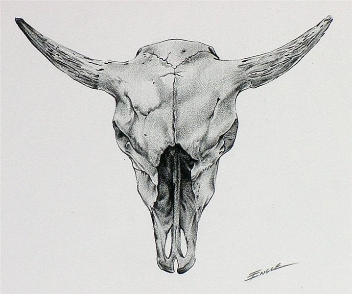 Cow Skull Drawing at PaintingValley.com Explore collection o