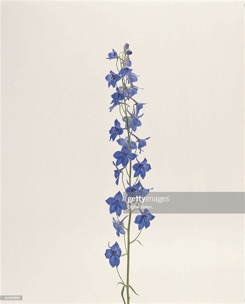 Delphinium High-Res Stock Photo - Getty Images