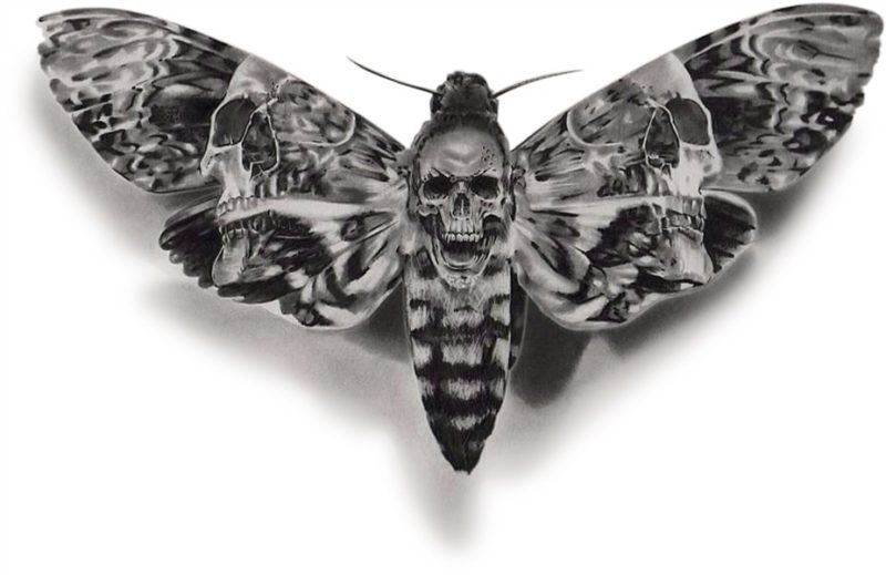 Download Dead Head Hawk Moth PNG Image with No Background -
