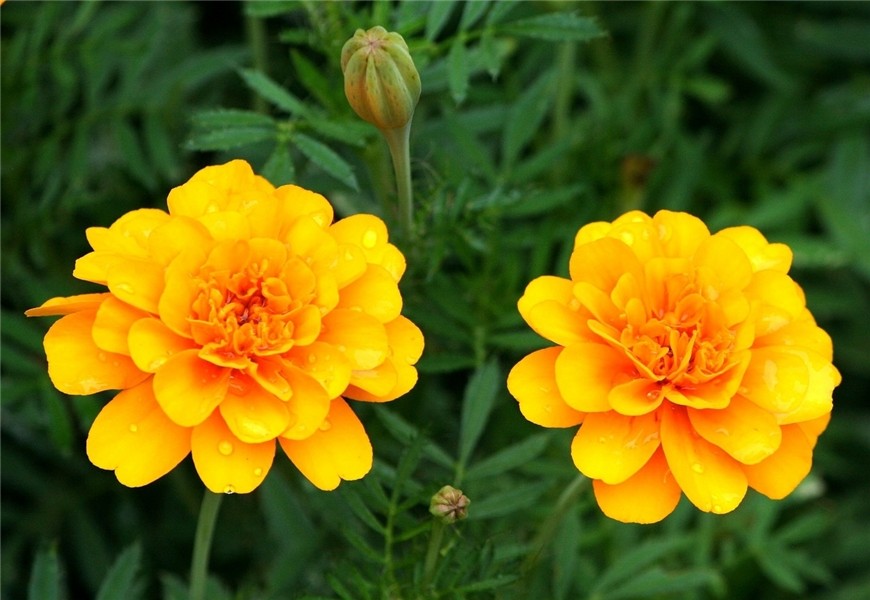 Download free photo of Orange marigolds,gerber daisy,flowers