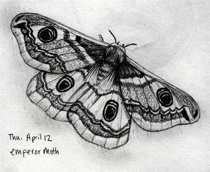 Emperor Moth by smisle on DeviantArt Moth tattoo, Moth tatto