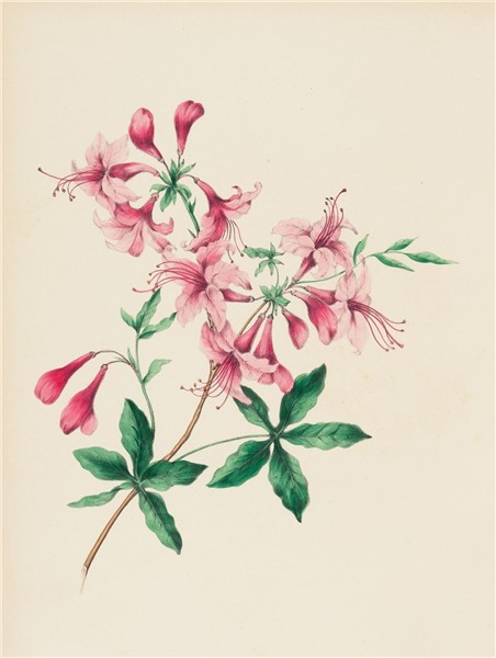 File:Houghton EDR 467 - Wild Flowers Drawn, wild honeysuckle