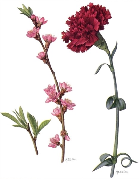 File:Peach Blossom and Red Carnation (NGM XXXI p507).jpg - W