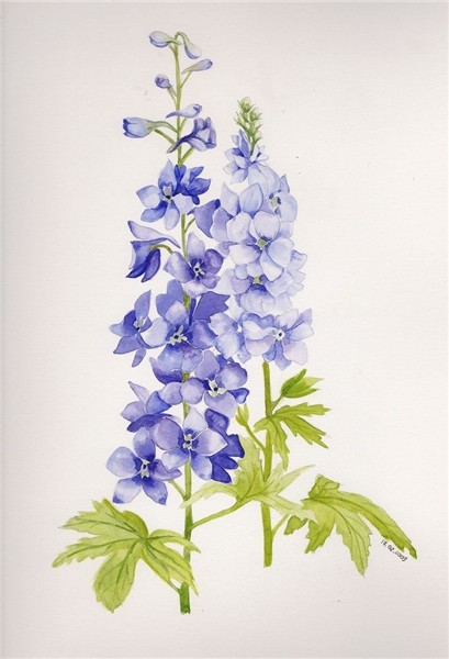 Flickr Blue flower art, Flower painting, Larkspur flower