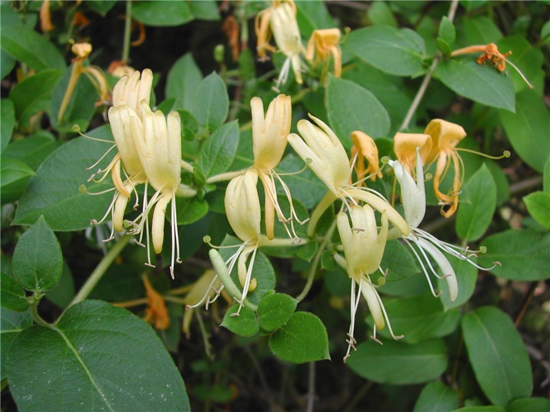 Free photo: Budding/Blooming Honeysuckle - April, Nature, St