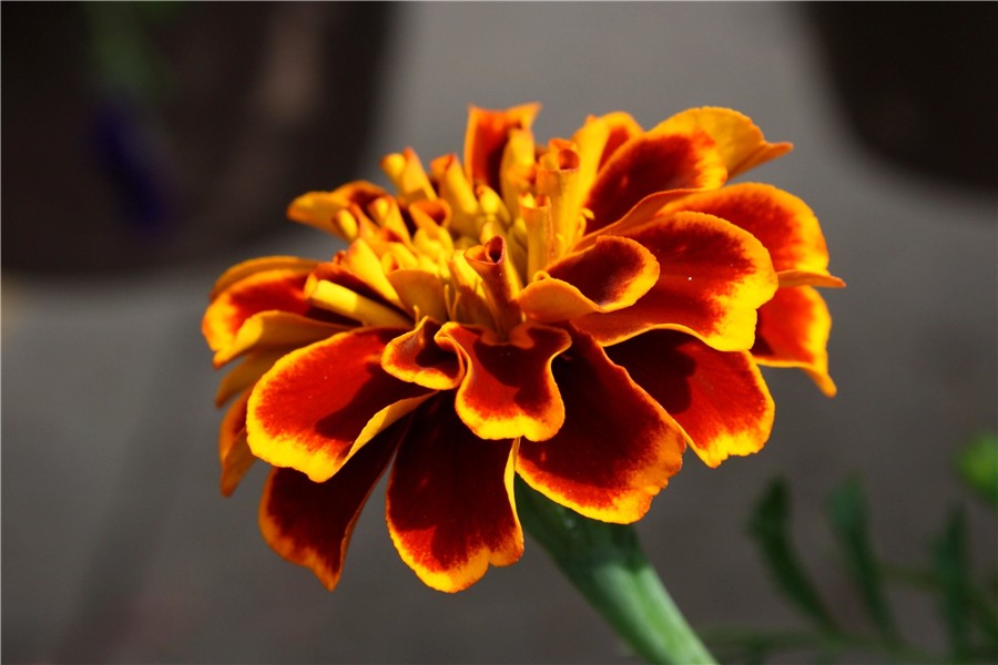 Free picture: marigold flower