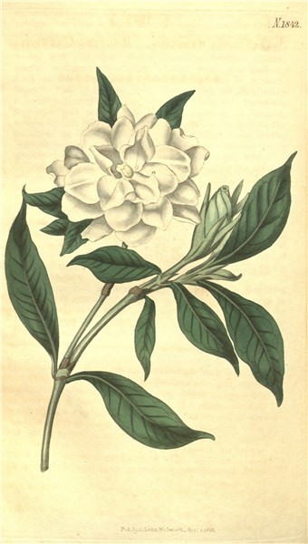 Gardenia Flower Drawing at PaintingValley.com Explore collec
