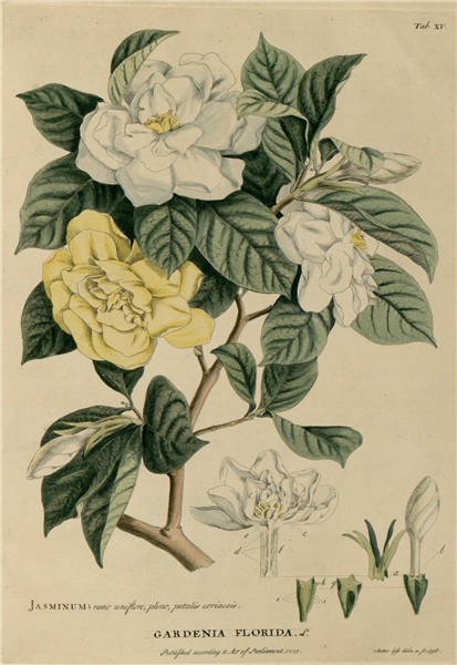 Gardenia tattoo, Botanical drawings, Gardenia