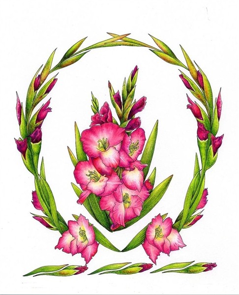 Gladiola August Flower of the Month Gladiolus flower tattoos