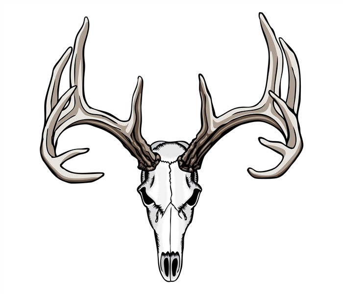 Goertzen Skulls Deer skull tattoos, Deer skull drawing, Deer