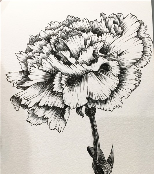 Hand drawing by Hanna Chung A carnation Carnation drawing, C