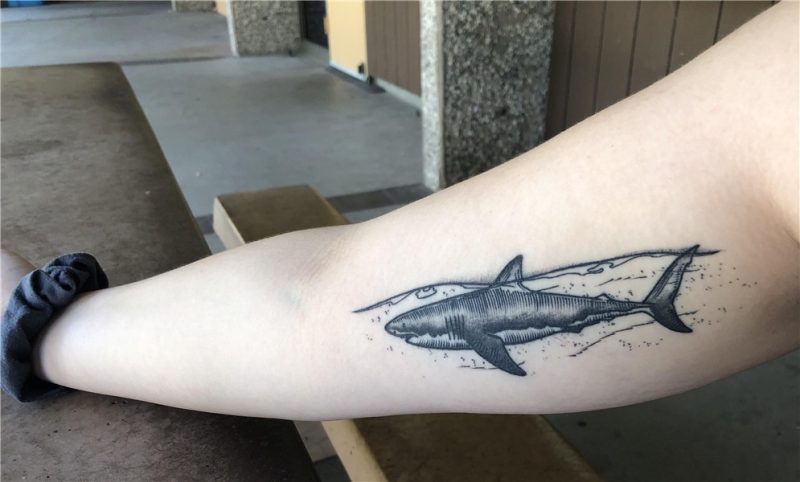 Healed Shark tattoo done by Zachary Bailey @ New Rose Tattoo