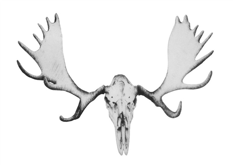 Illustration on WordPress.com Moose skull, Bull skull tattoo