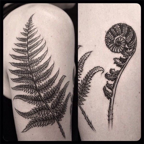 Image result for botanical fern tattoo Fern tattoo, Pattern