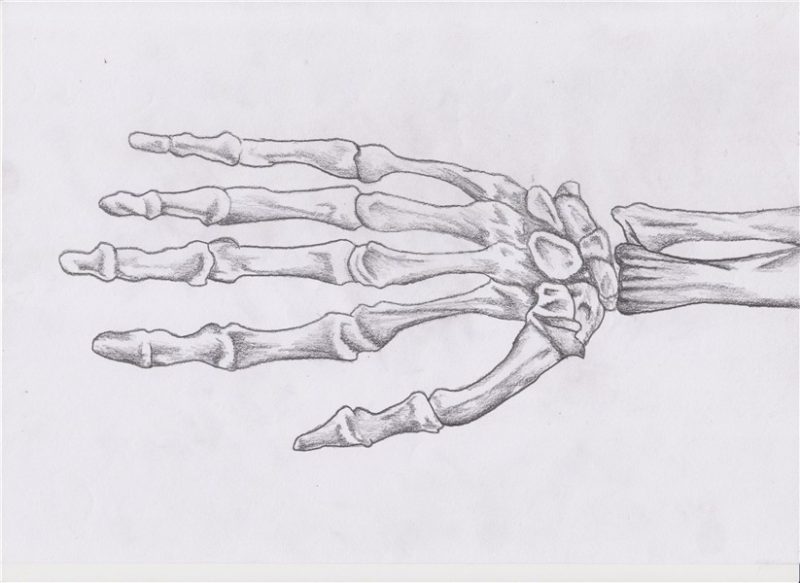 Image result for how to draw realistic bones Dessins sur les