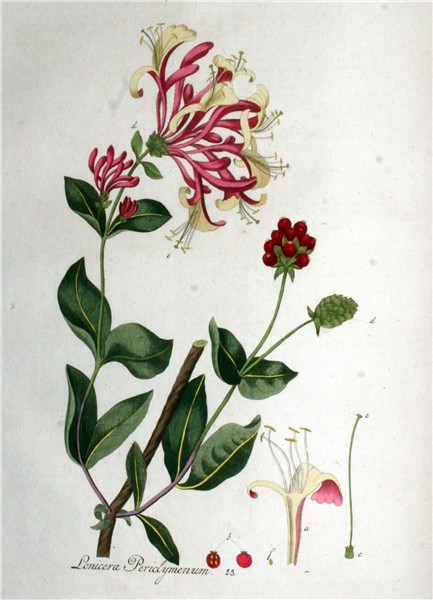 Lonicera periclymenum Flower drawing, Wildflower drawing, Fl