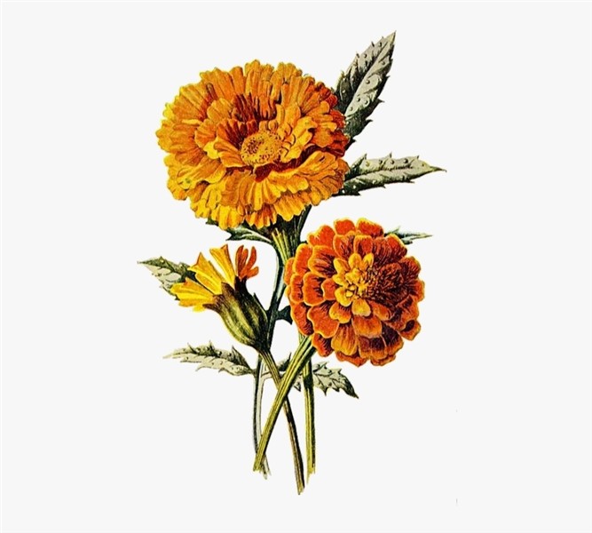 Marigold, Flower, Floral, Plant, Orange, Summer, Nature - Ma