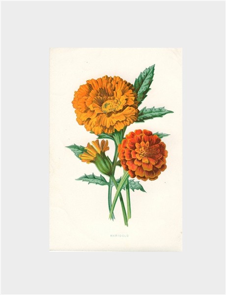 Marigold paintings search result at PaintingValley.com