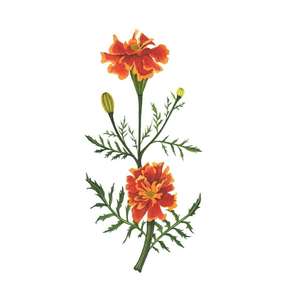 Marigold tattoo, Botanical flowers, Watercolor flowers