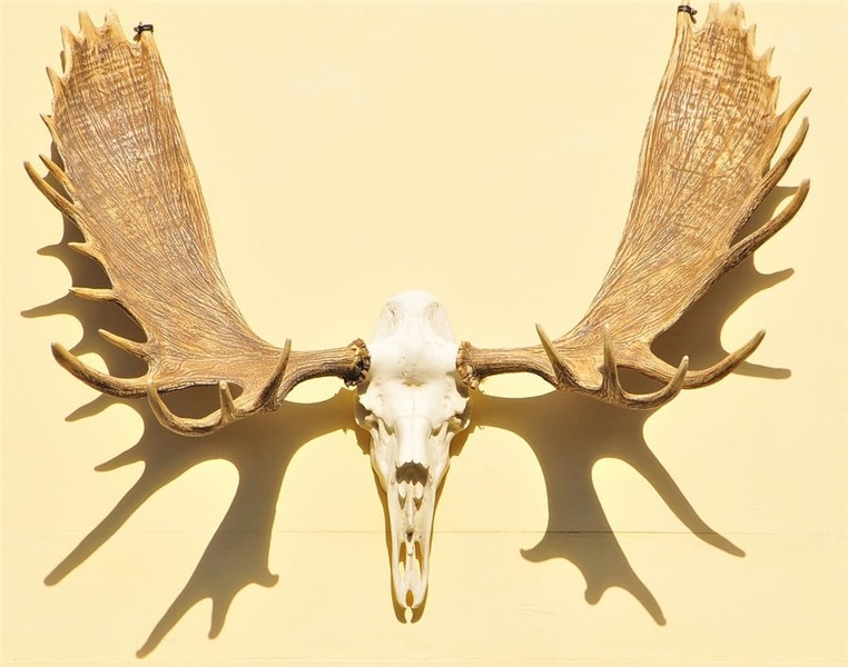 Moose Antlers Photograph by Clarence Alford