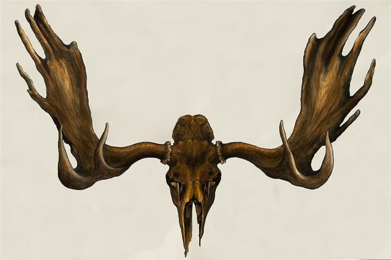Moose Skull Drawing at GetDrawings Free download