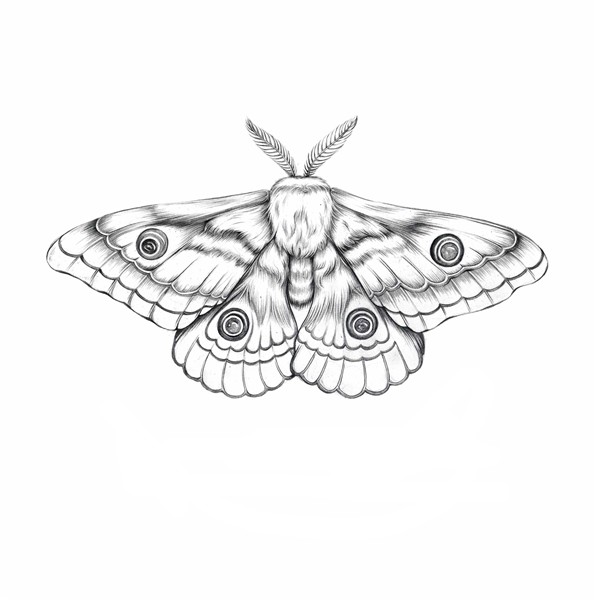 Moth Illustration . Moth tattoo design, Moth illustration, I