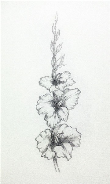 My practice #pencildrawings florals #gladiolus Pencil drawin