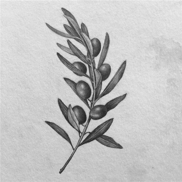 Olive branch. To be tattooed in the near future check back i