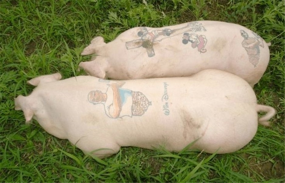 Pigs tattooed. How to practice tattooing with pig skin. Pig
