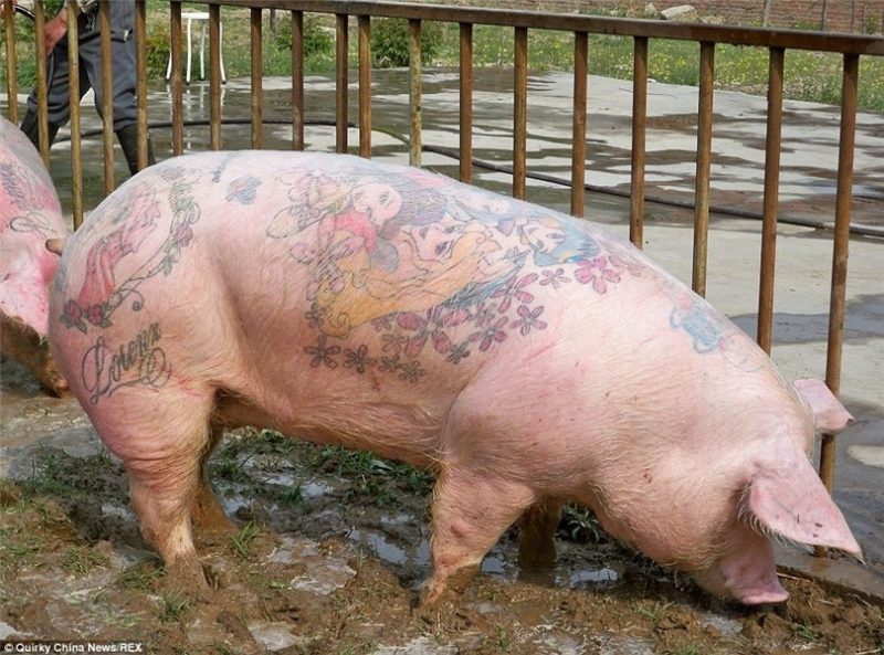 Pigs tattooed with Disney characters and Louis Vuitton being