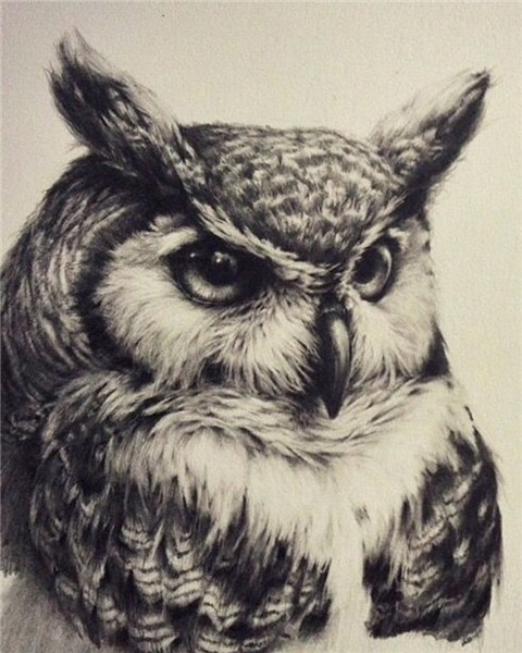 Pin by Brett Ross on Body art Owl tattoo design, Owls drawin