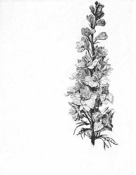 Pin by Irina G on Tattoo Flower drawing, Delphinium flowers,