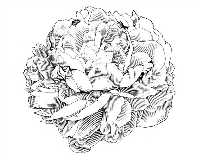 Pin by Nancy Curtis on ink Engraving illustration, Peony dra