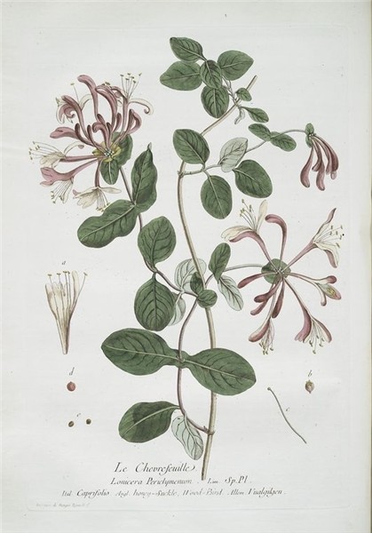 Pin by Sarah McMahon on : : flamroids : : Botanical drawings