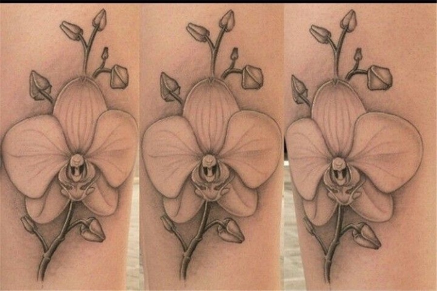 Pin by Tassie Hornsby on tattoo Orchid flower tattoos, Orchi