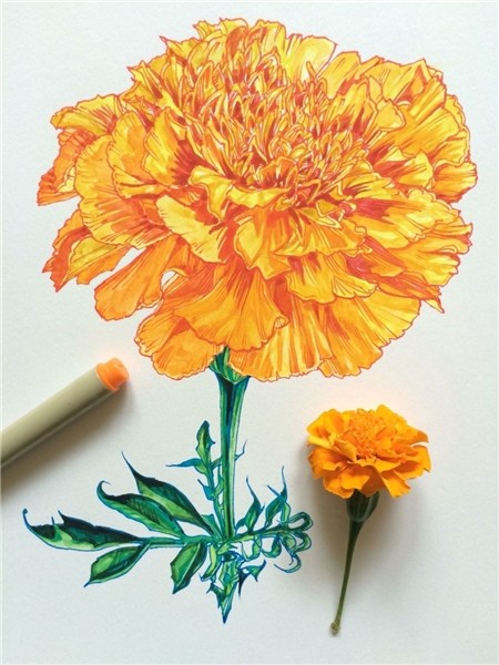 Pin by Toni Rainwater on Tattoo ideas. Flower drawing, Marig