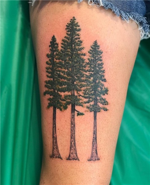 Pine tree tattoo Ponderosa pine Pine tree tattoo, Tree tatto