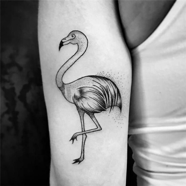 Pin on Flamingo