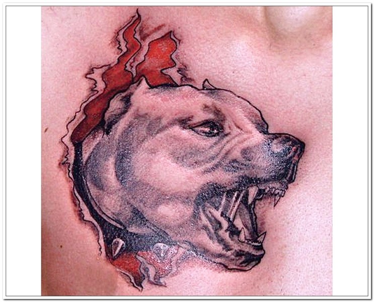 Pitbull Chest Tattoos * Arm Tattoo Sites